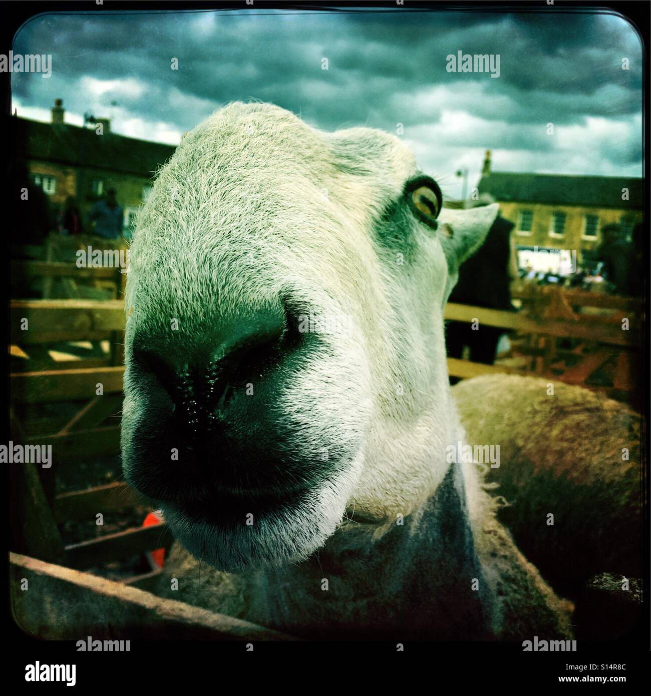 Blue Faced Leicester ewe at Masham Sheep Fair, North Yorkshire, England. UK Stock Photo
