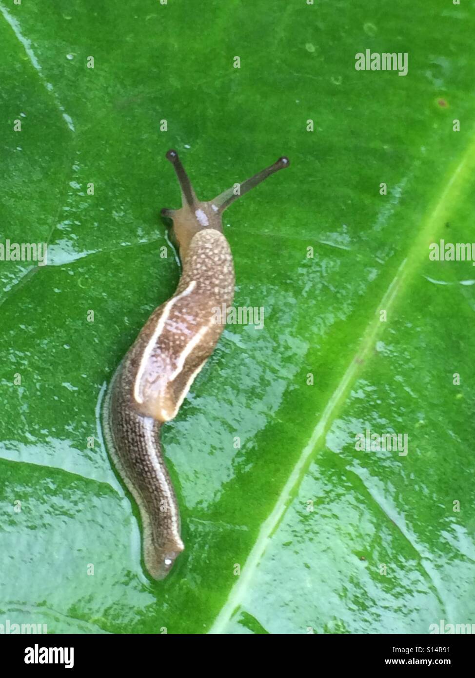 Snail on a rain dampened leaf. Stock Photo