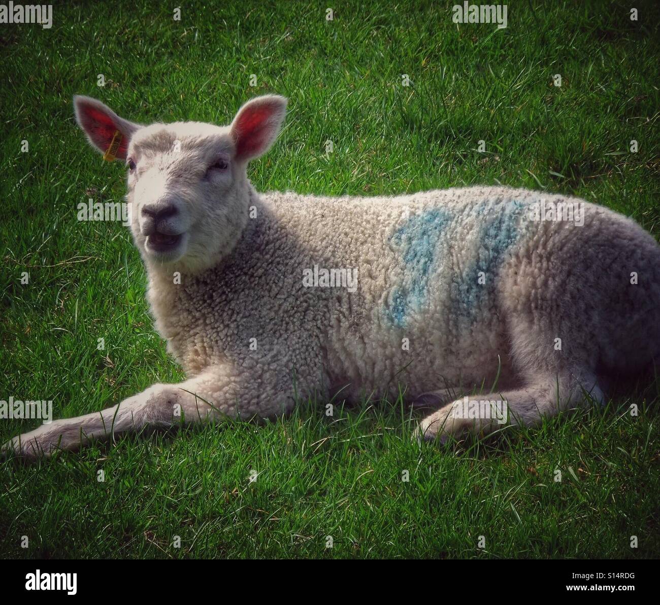 Sheep calling lamb hi-res stock photography and images - Alamy
