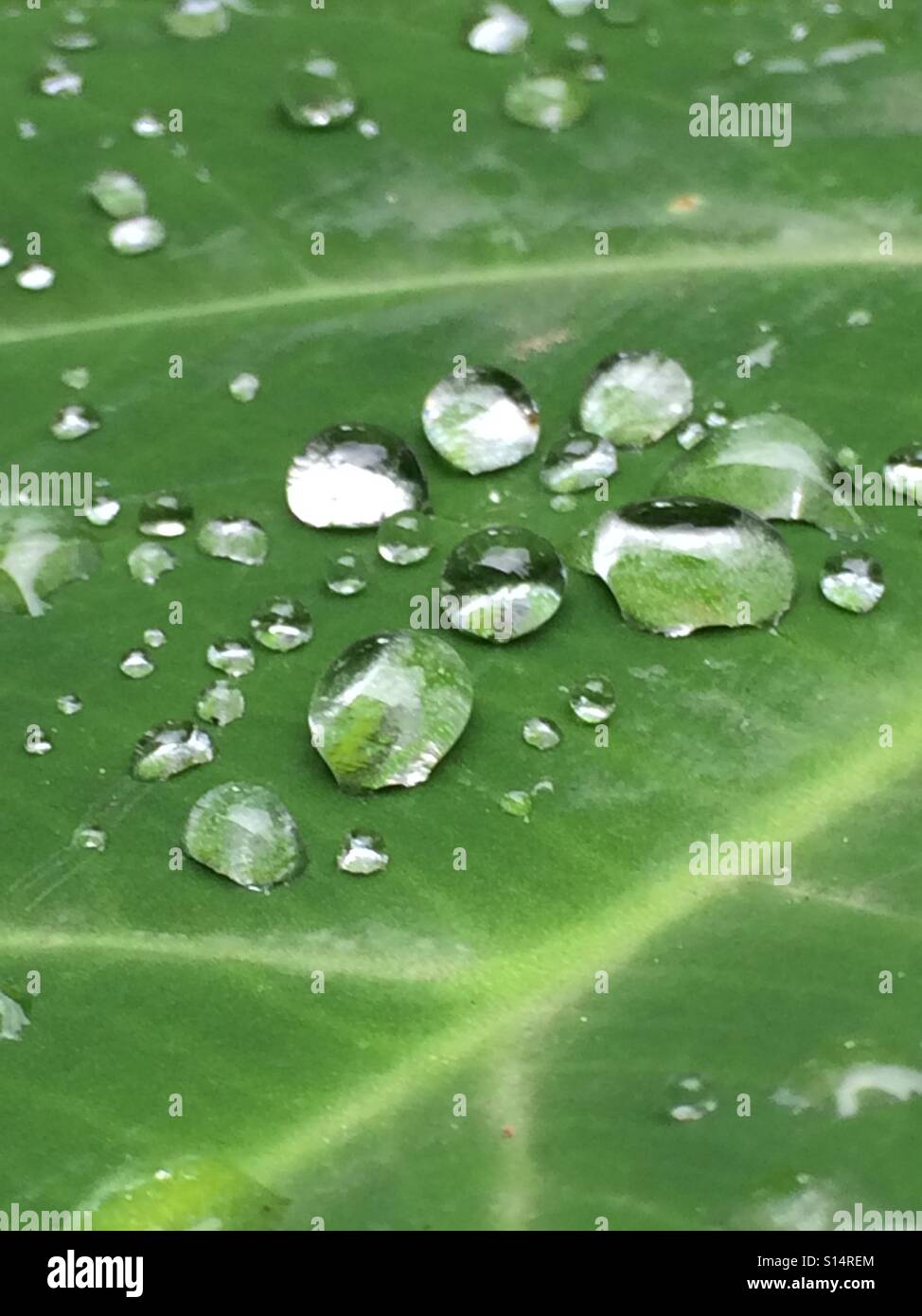 Shimmering mosaic of rain water droplets on a leaf. Stock Photo