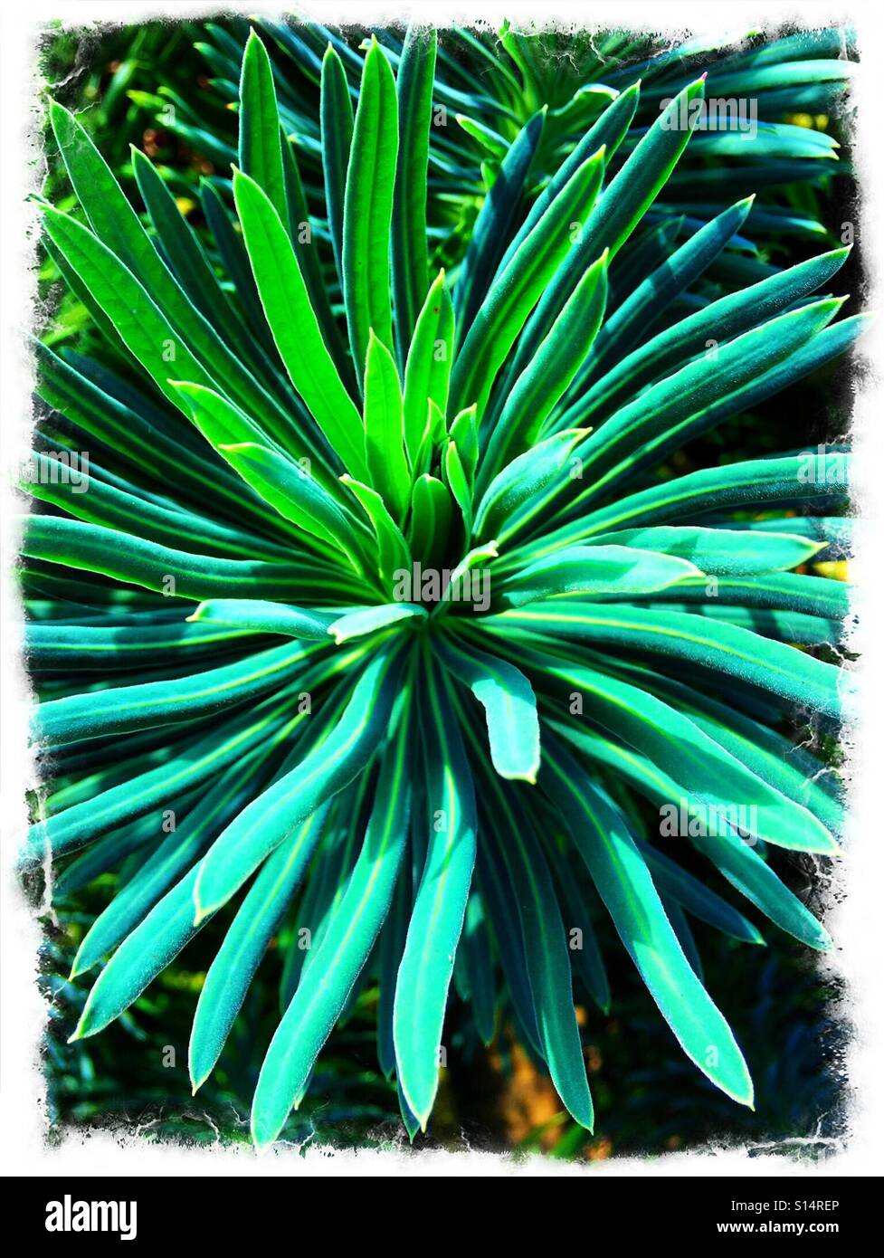 Green spiky plant Stock Photo