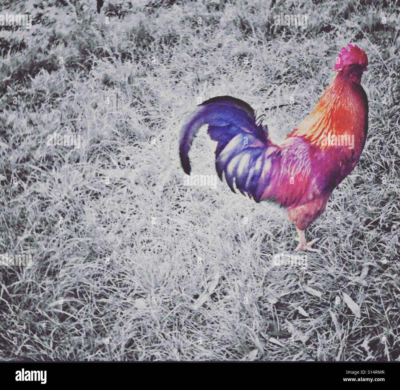 Rainbow rooster hi-res stock photography and images - Alamy