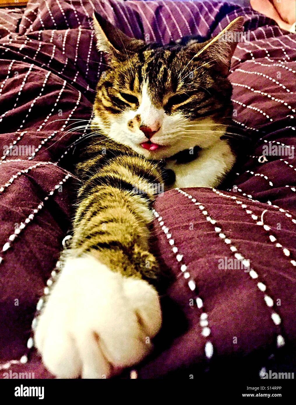 Cat chill out time Stock Photo Alamy