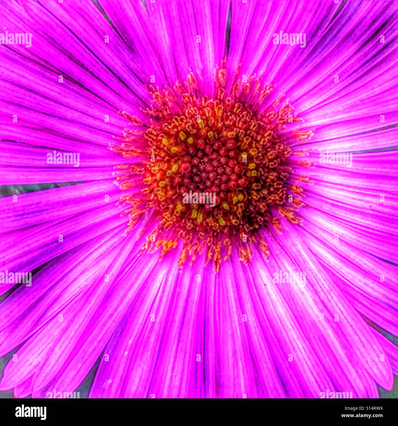 Pink Daisy flower, detail Stock Photo