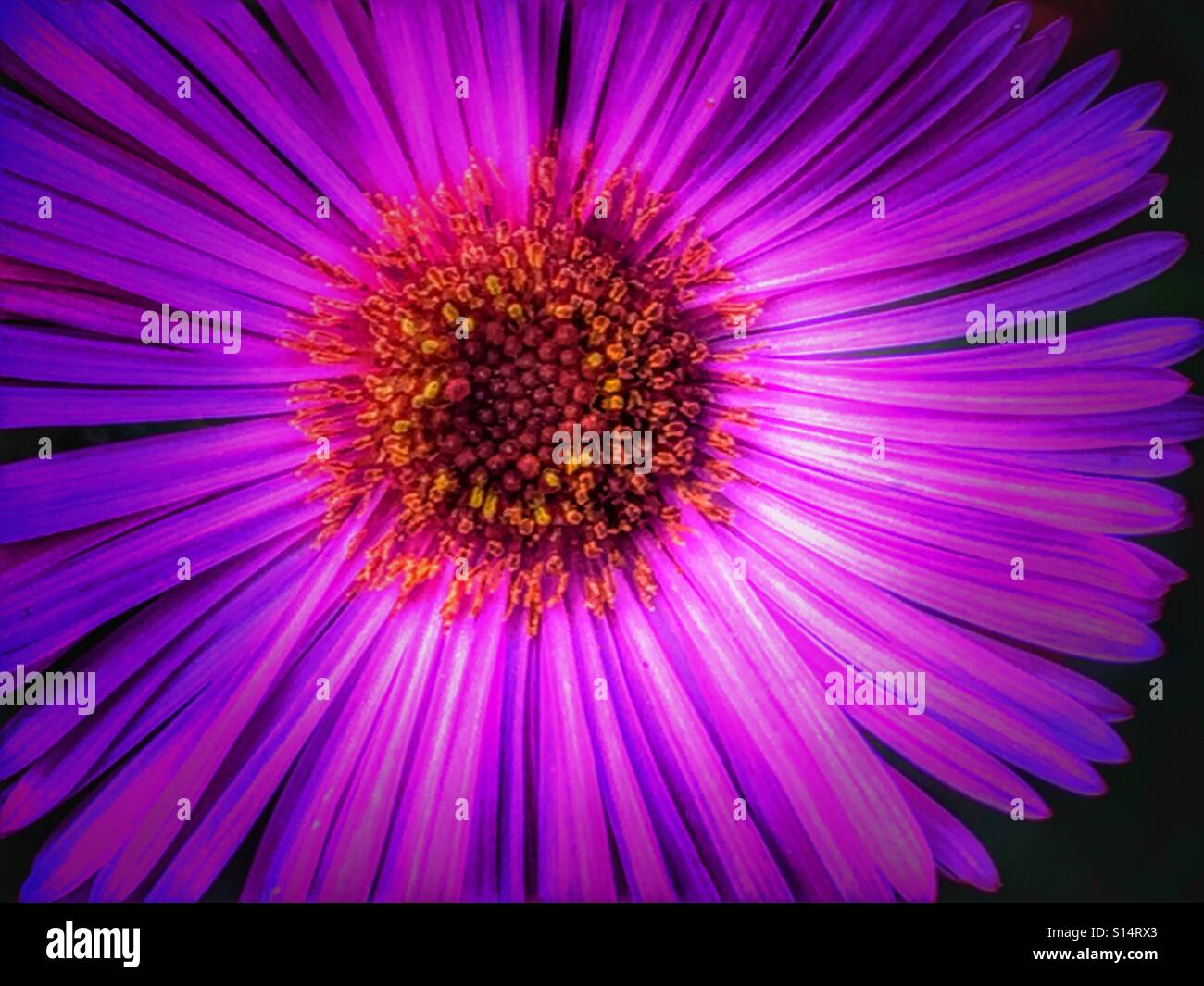 Vibrant pink and purple daisy Stock Photo
