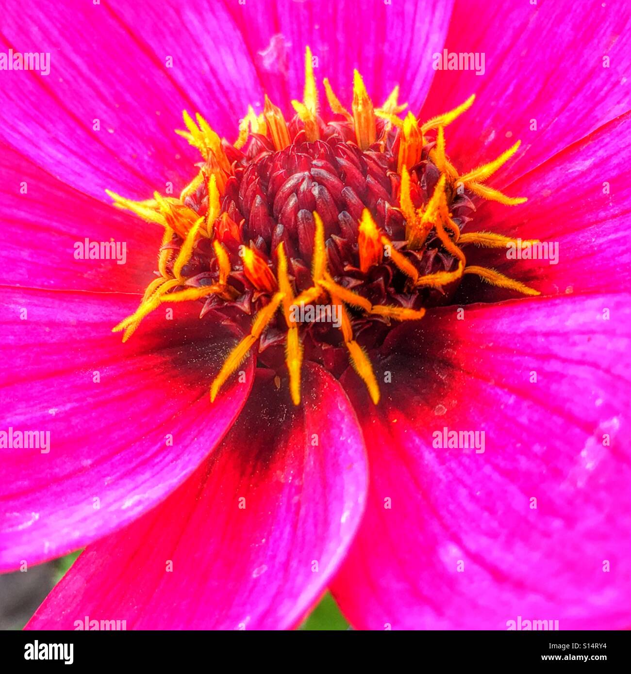 Dahlia, flower close up - Smartphone Captured Stock Image