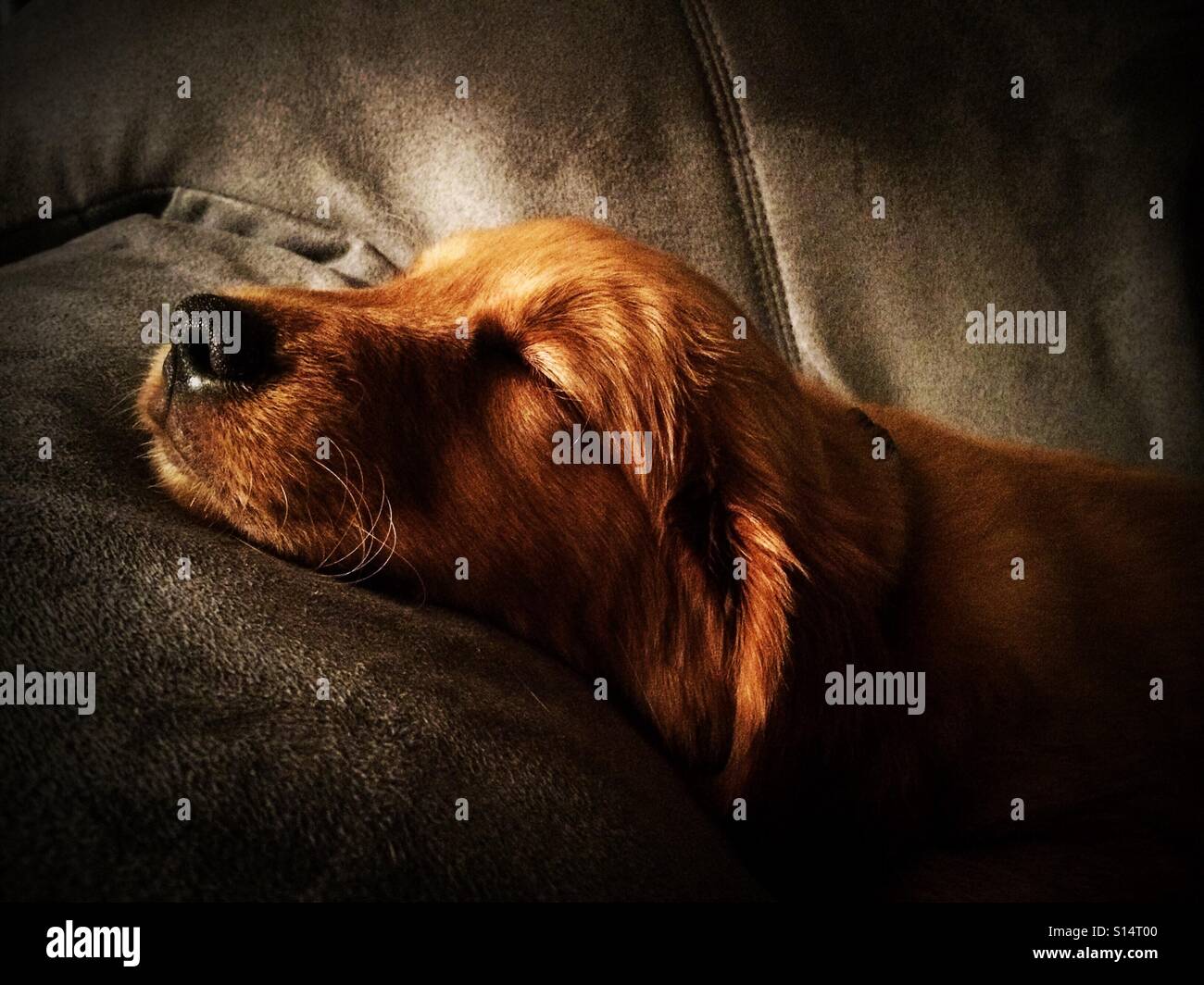 Sleepy puppy - Smartphone Captured Stock Image