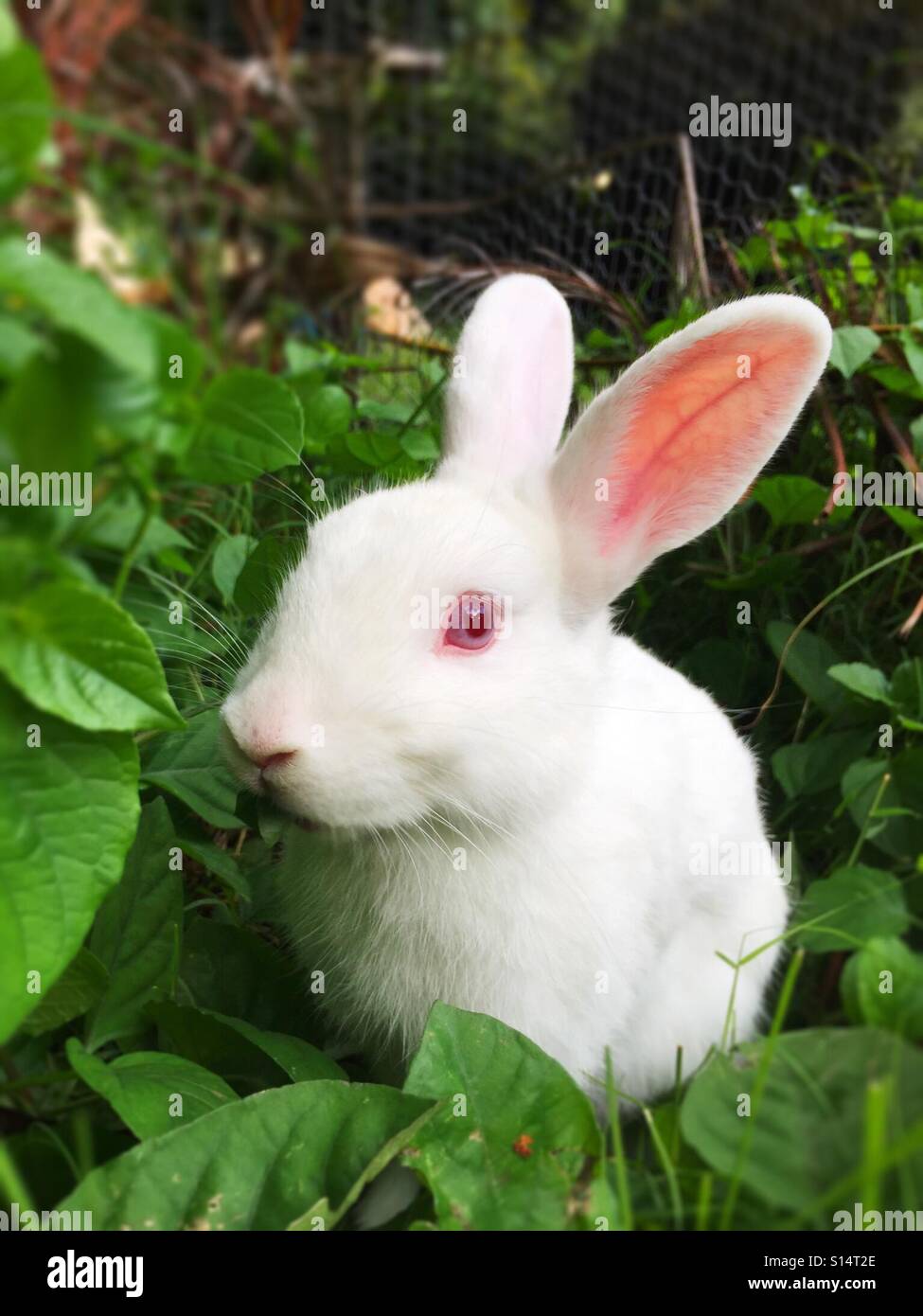 Rabbit hiding in leaves Stock Photo Alamy