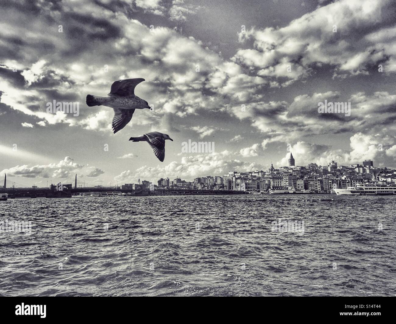 Gulls flying over the Bosphorus, Istanbul - Smartphone Captured Stock Image