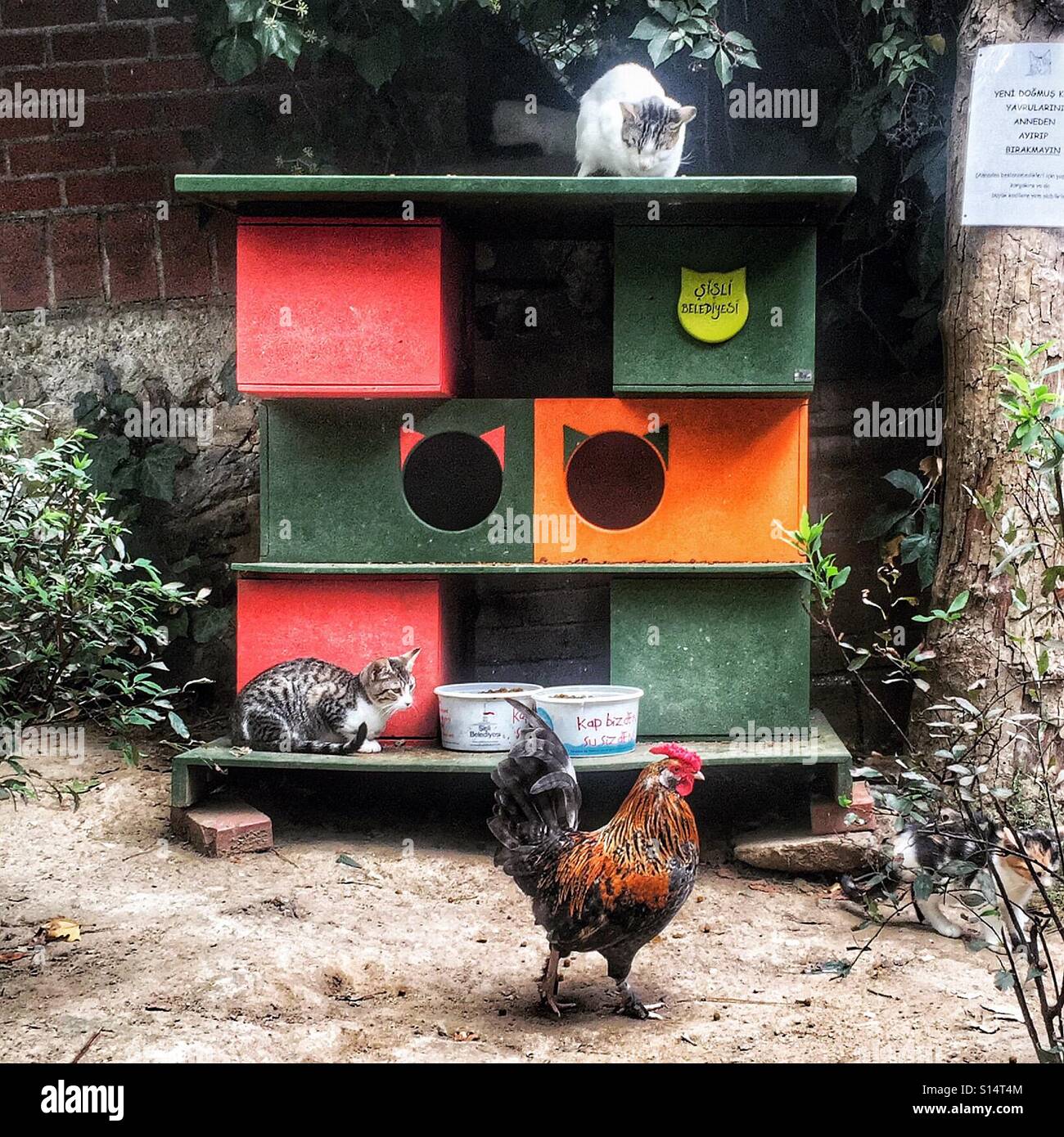 Cockerel wanders past a cat hotel in an Istanbul park - Smartphone Captured Stock Image