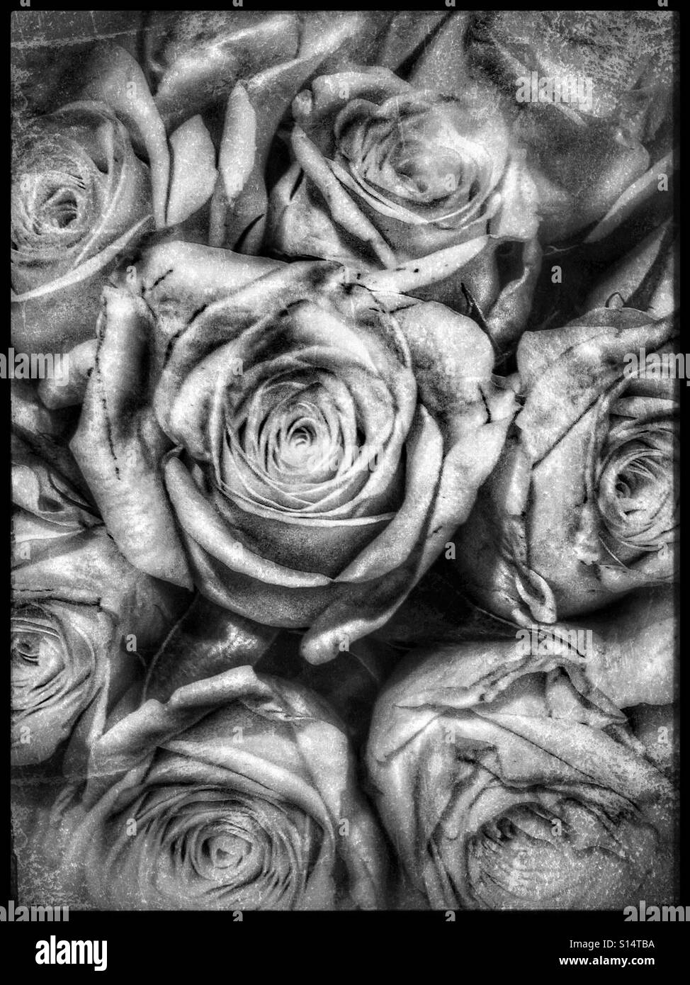 Black and white roses Stock Photo Alamy