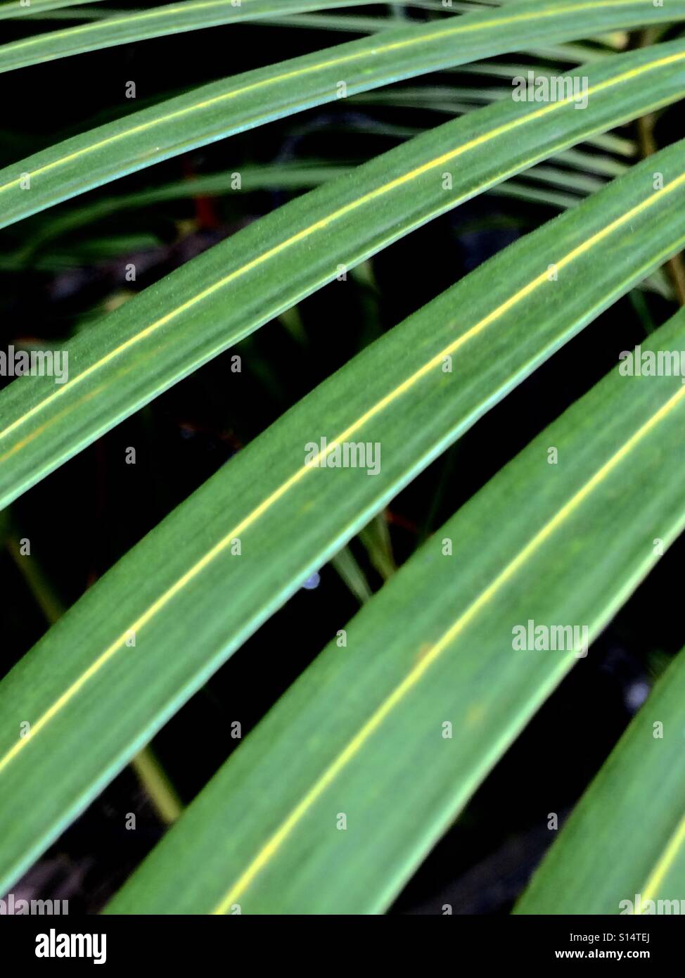 Leaves creating a pattern. Stock Photo