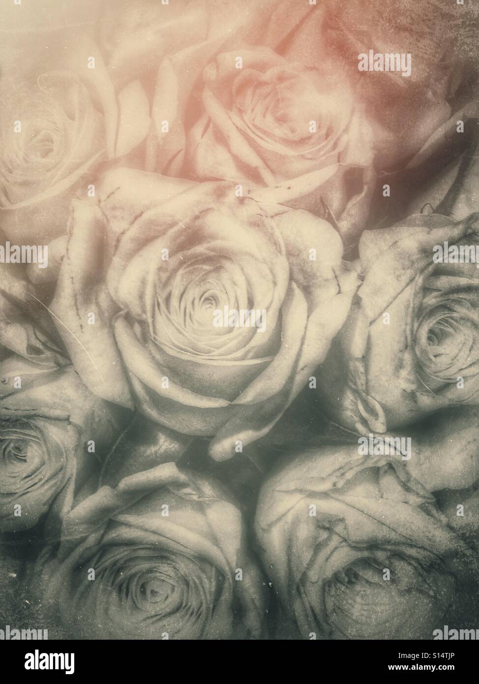 pink and grey kyries