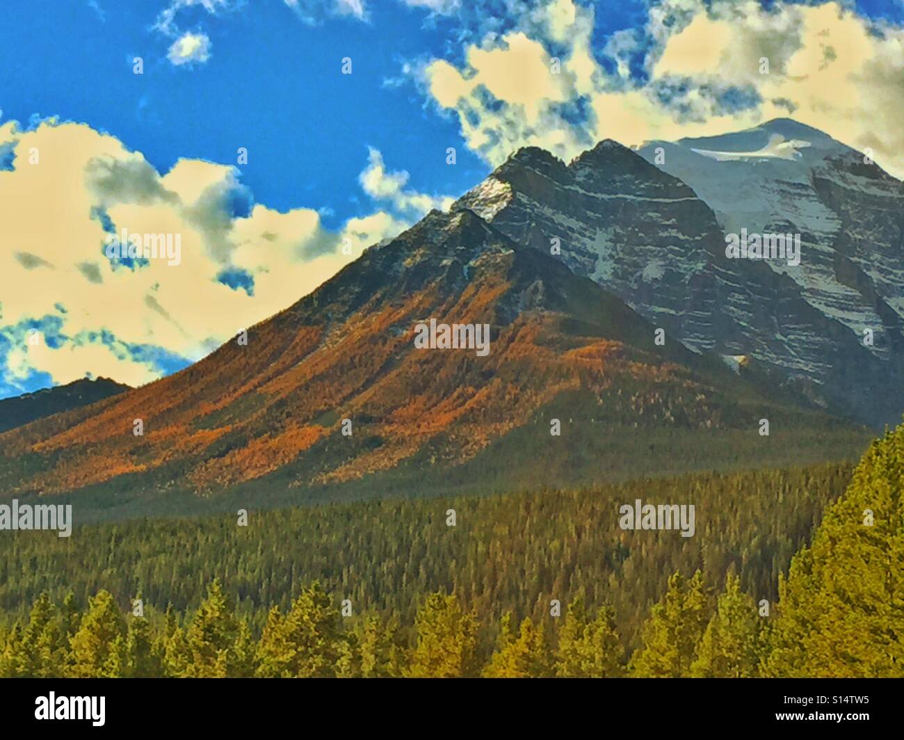 Larches in Autumn in Banff National Park - Smartphone Captured Stock Image