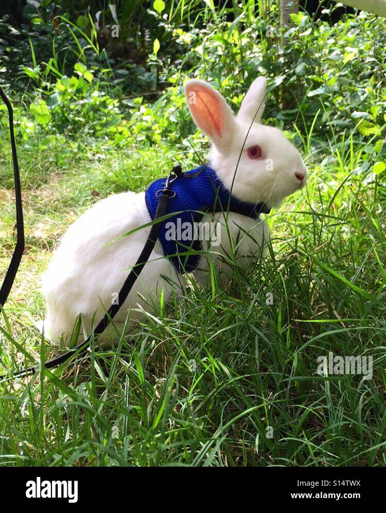 Rabbit in harness. Ready for a walk! - Smartphone Captured Stock Image