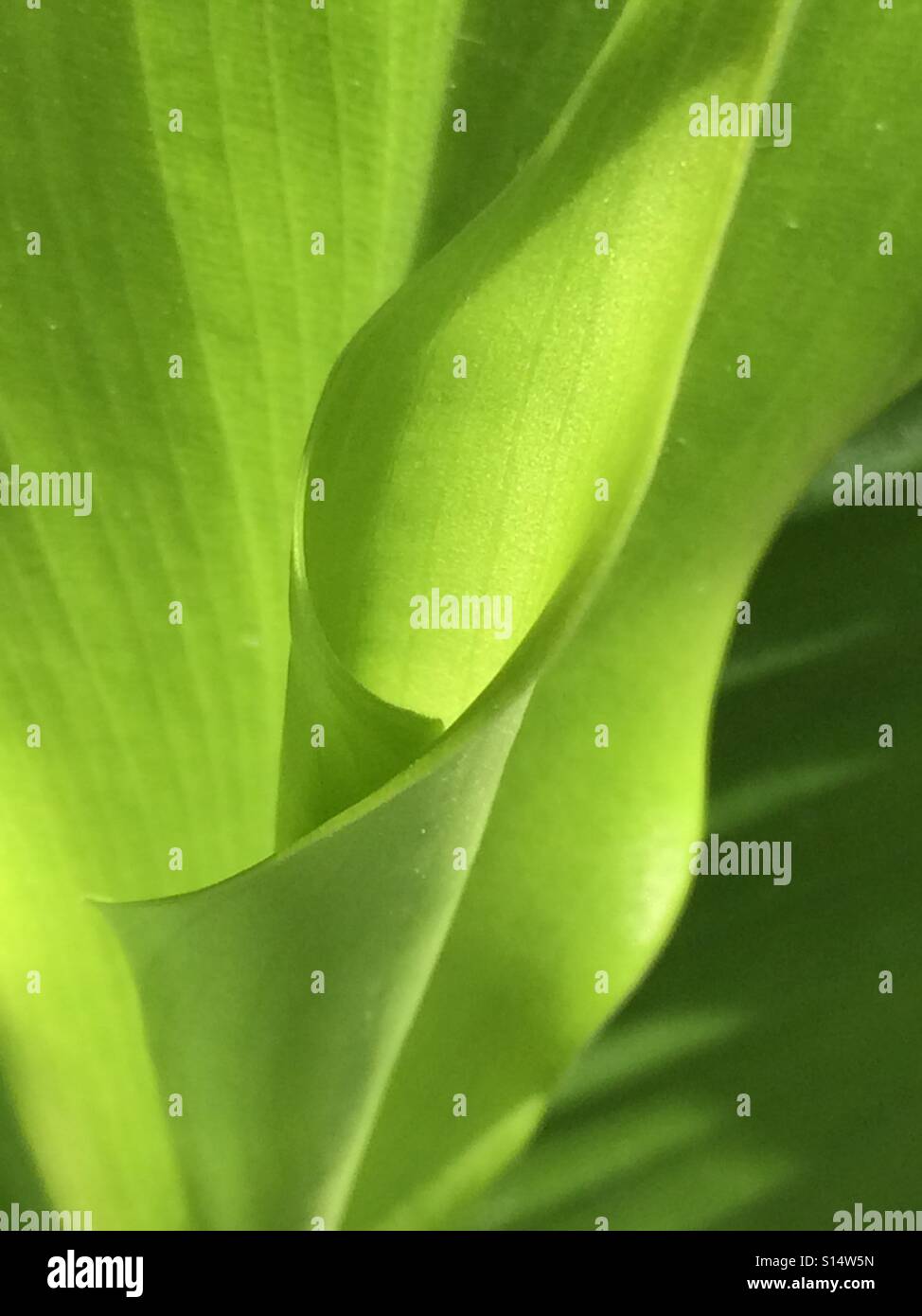 Leaf of the Turmeric plant unfolding itself. Stock Photo