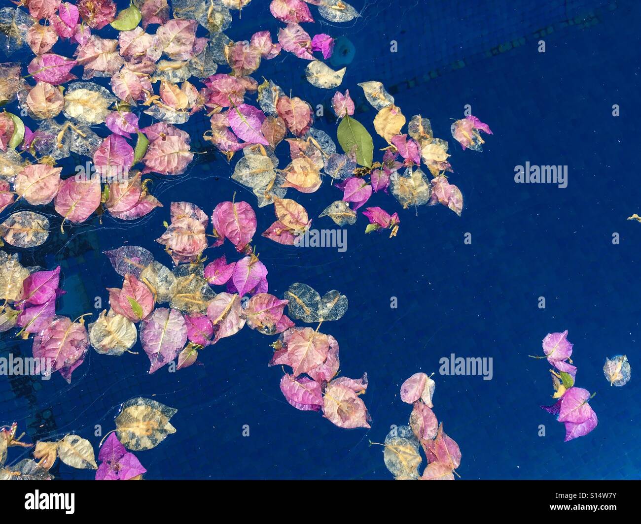 Flower petals on water Stock Photo Alamy