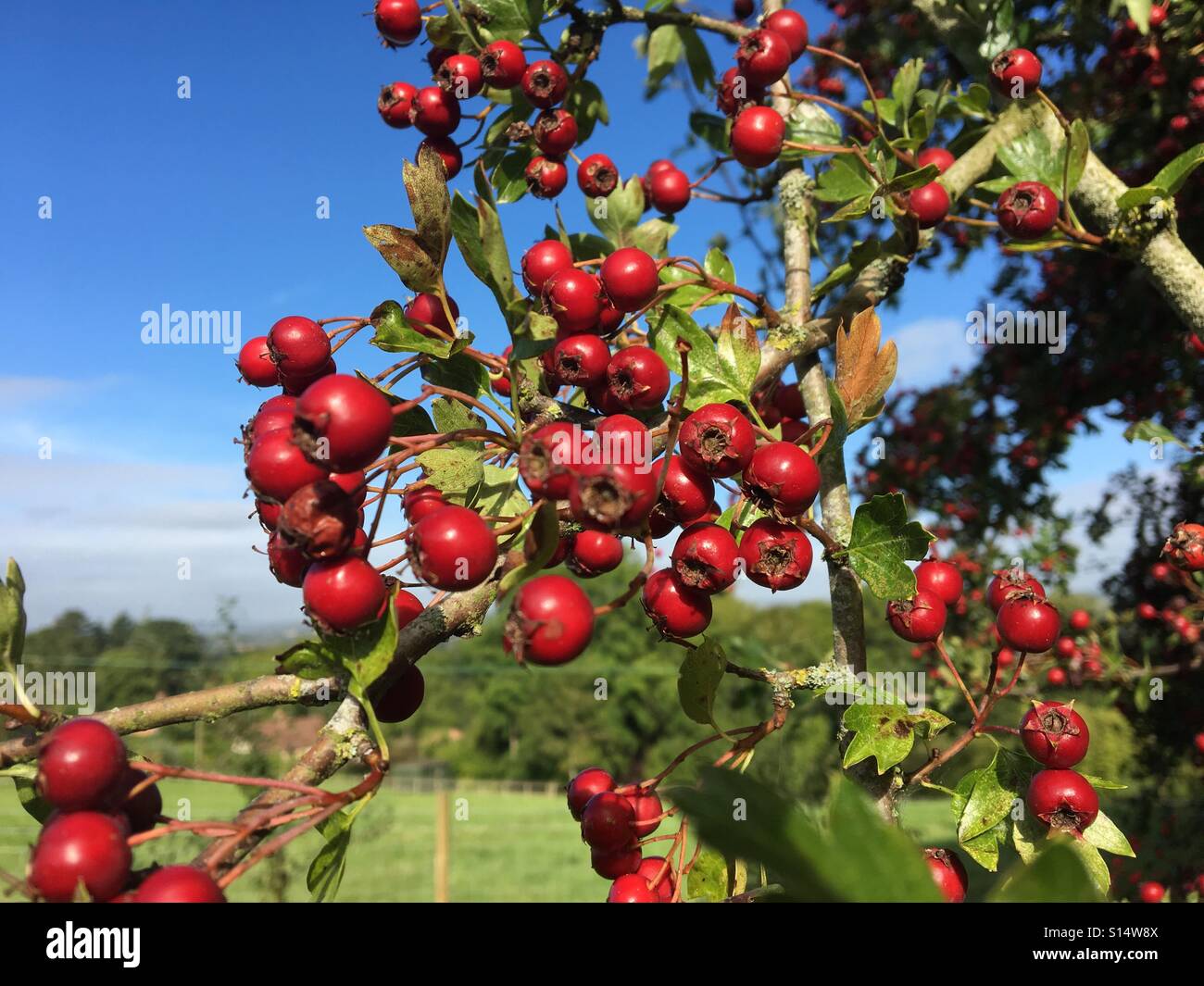Patterns in Nature - Ripe red hawthorn berries, food for birds in autumn set against green leaves and blue sky Stock Photo