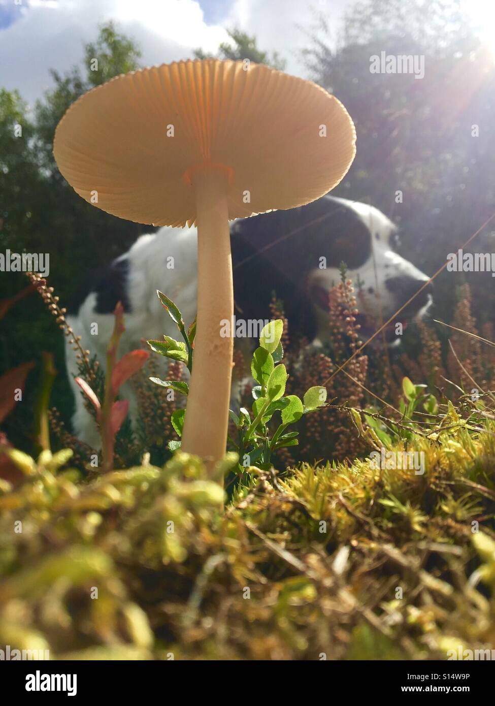 Patterns in Nature - Toadstool or mushroom cap on heathland with moss, heather and a black and white dog walking behind in autumn - Smartphone Captured Stock Image