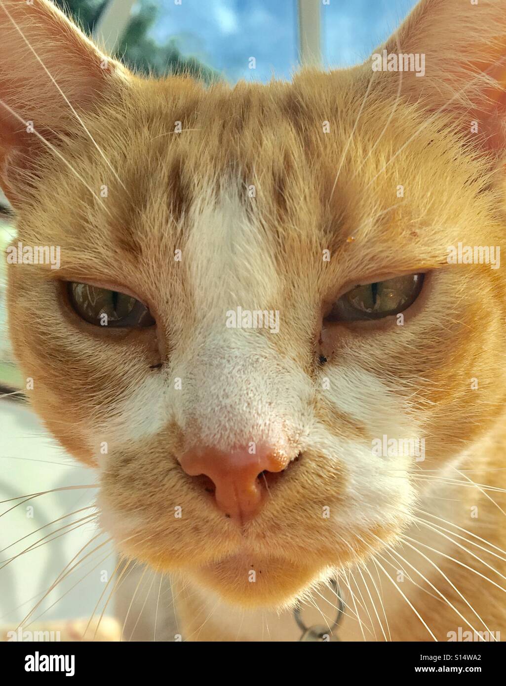 Ginger cat head, eyes, whiskers and white markings, pink nose and