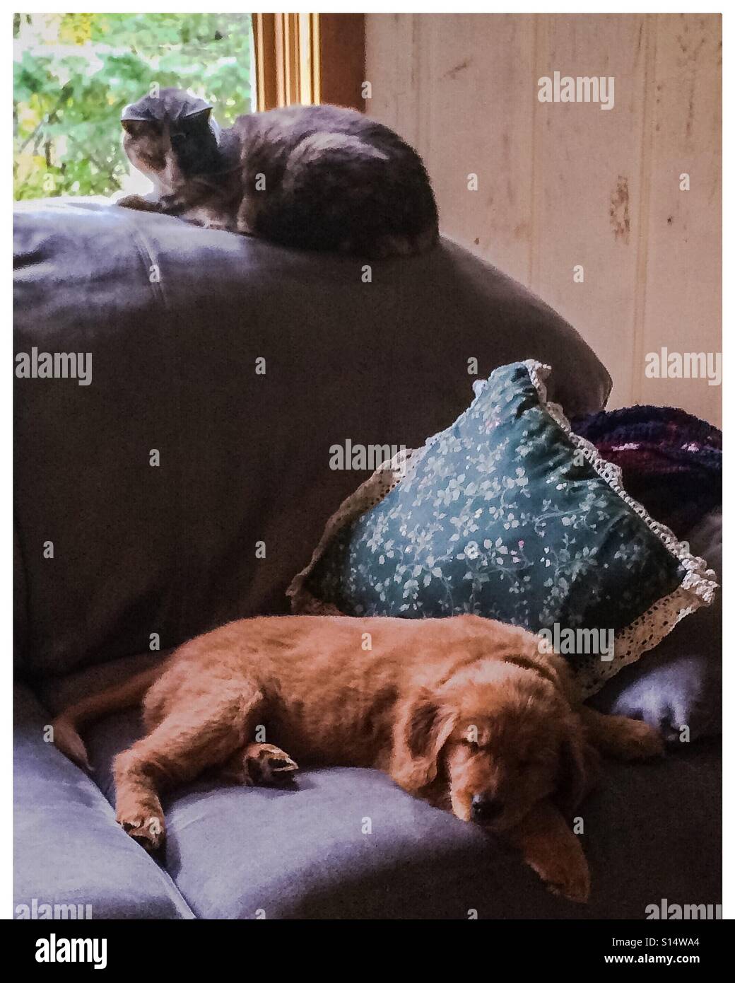 Cat and Dog friends in the making Stock Photo Alamy