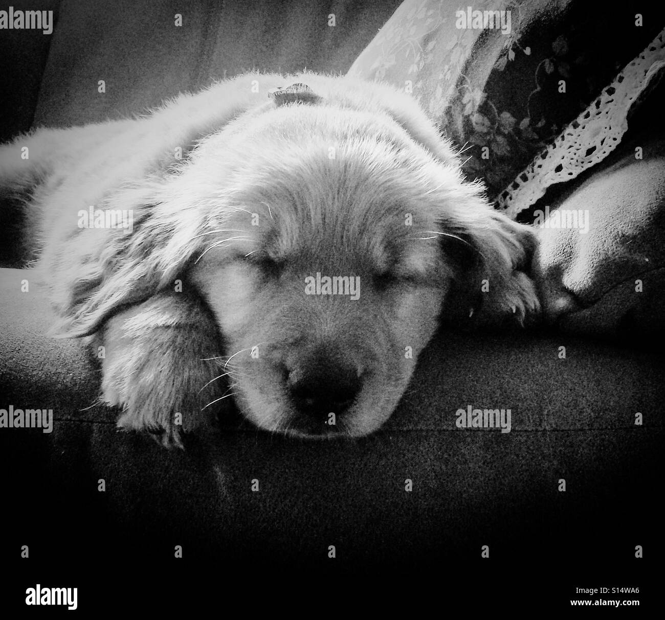 8 week old sleeping golden retriever puppy. - Smartphone Captured Stock Image