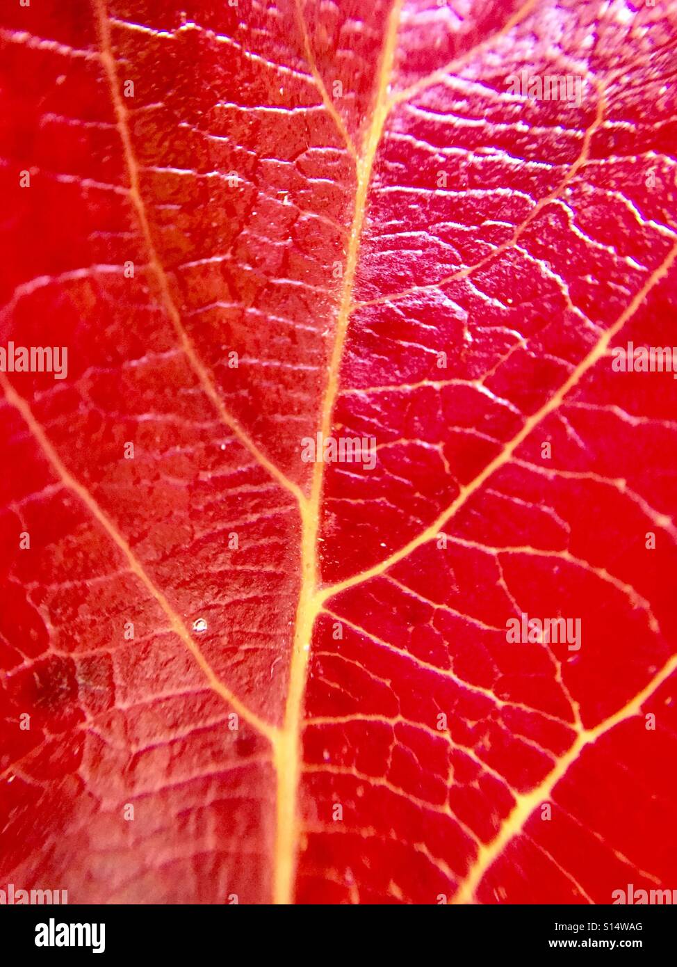 Close up of a red leaf - Smartphone Captured Stock Image