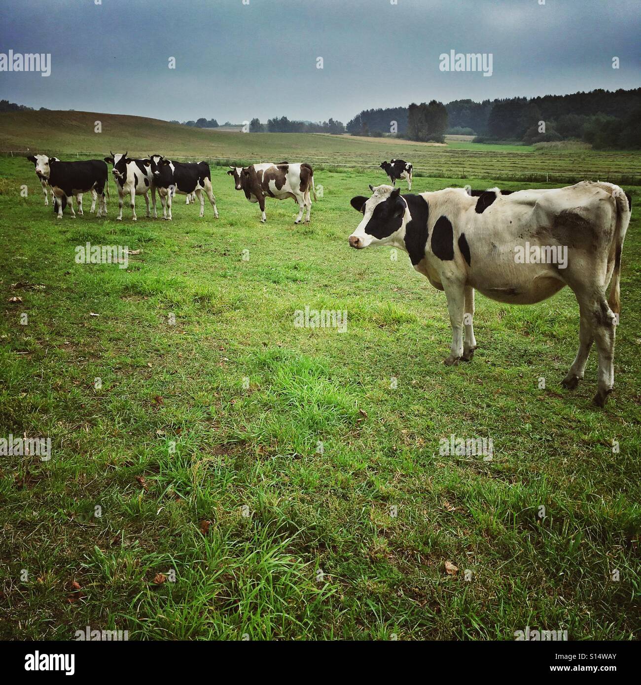 Cows on a pasturage near Brusy town, Pomeranian Voivodeship, Poland Stock Photo