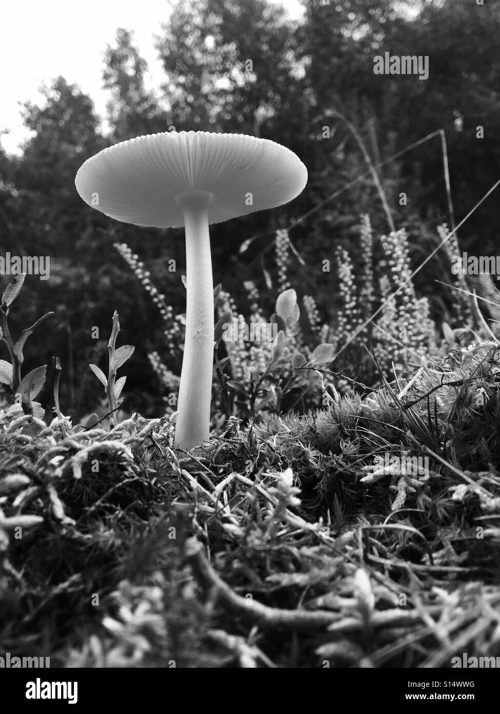 Patterns in Nature - Classic toadstool set against a dark background and trees in autumn - Smartphone Captured Stock Image