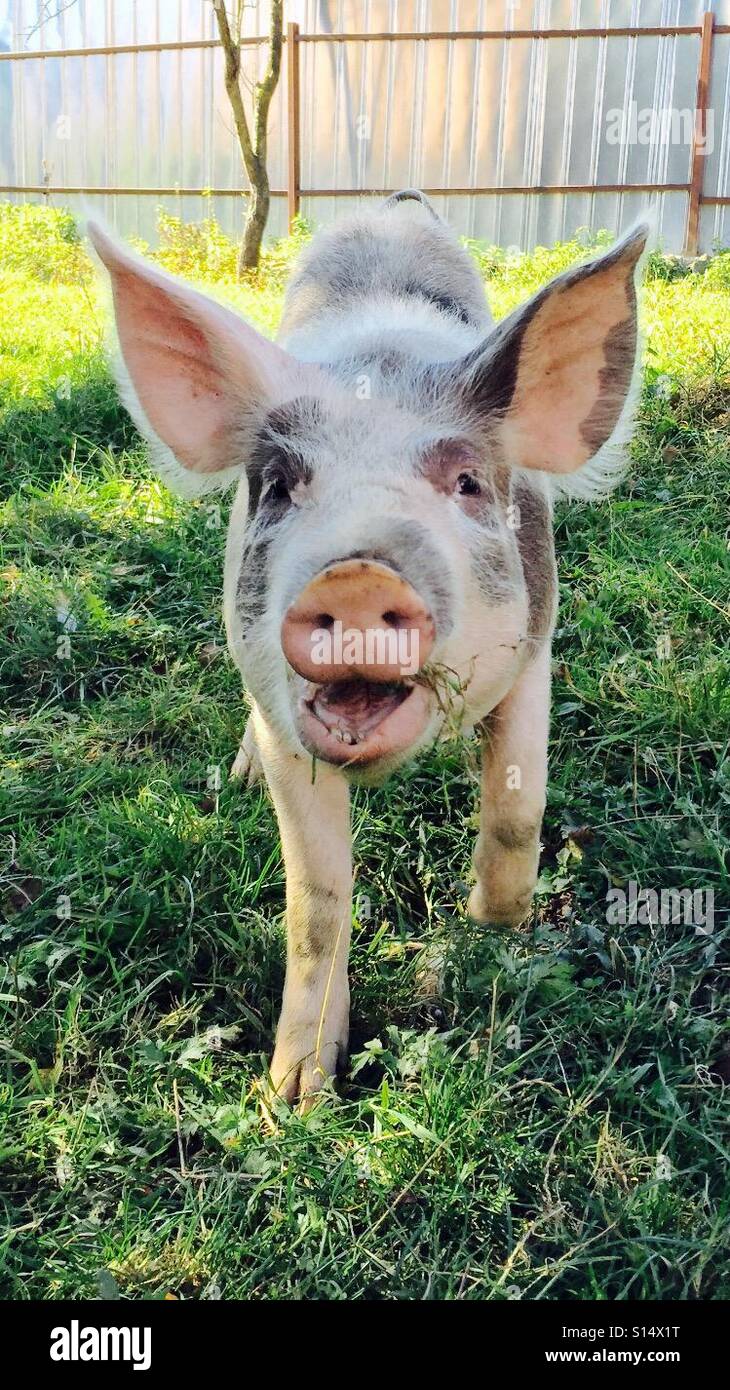 Happy, free range pig. Stock Photo