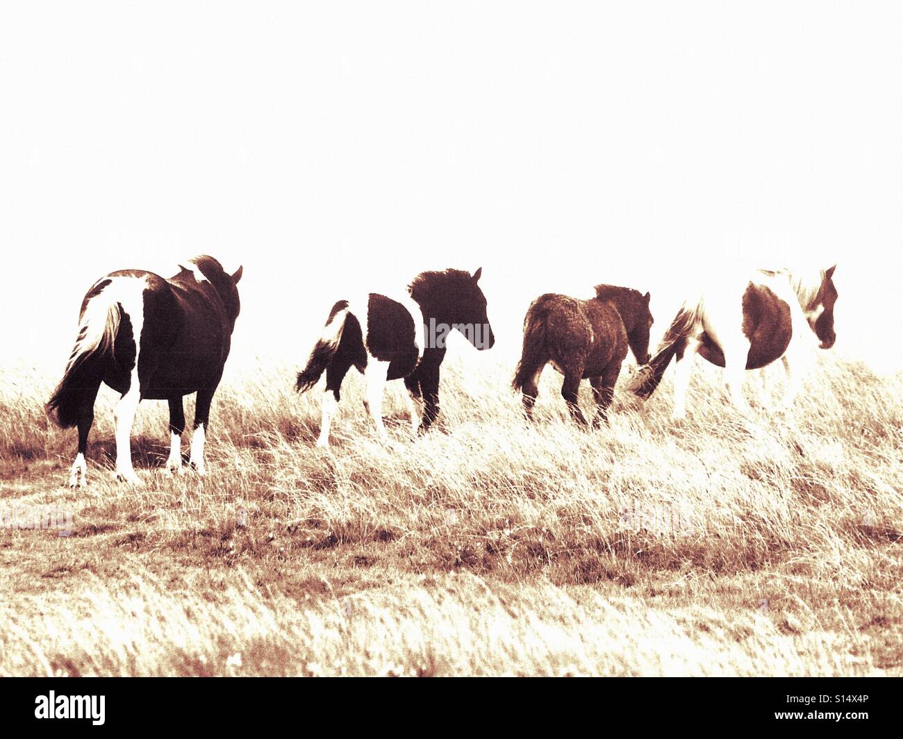 Dartmoor hill ponies Stock Photo