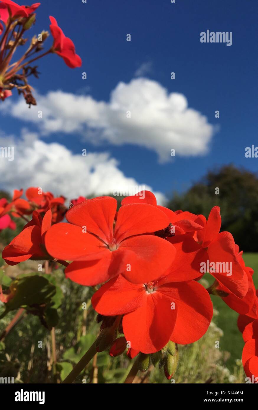 Patterns in Nature - Bright scarlet red Pelargonium flowers against blue sky and clouds - Smartphone Captured Stock Image
