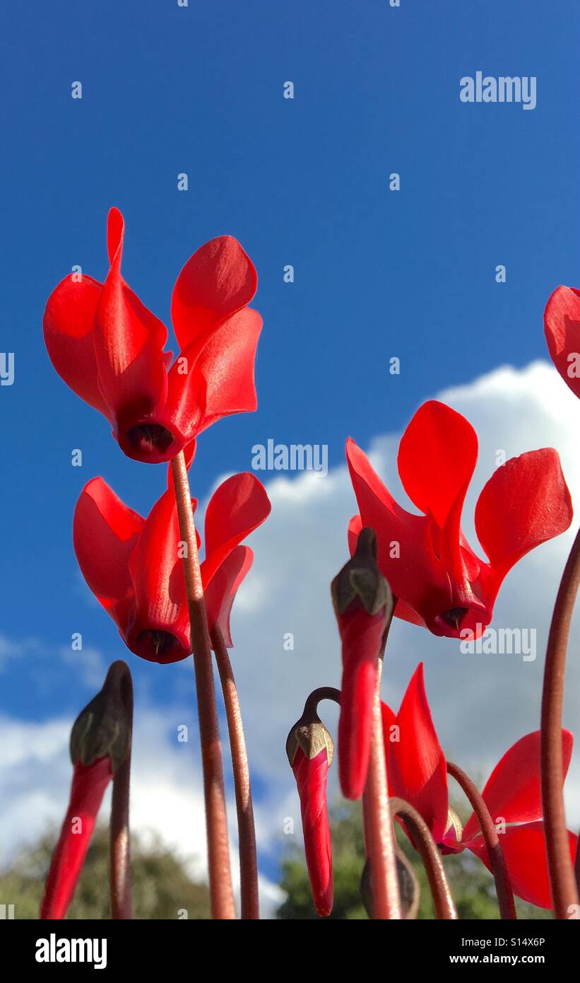 Patterns in Nature Winter cyclamen flowers, drooping heads of red