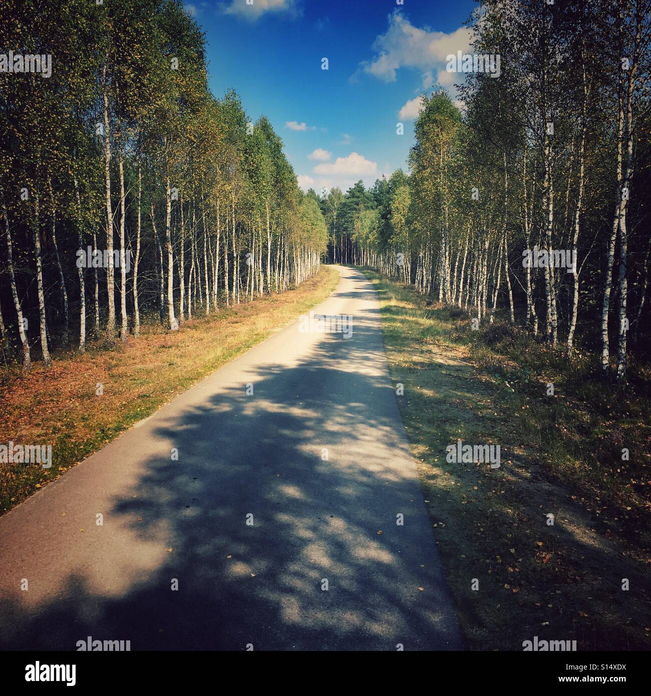 Road near Legbad village, Kuyavian-Pomeranian Voivodeship, Poland Stock Photo