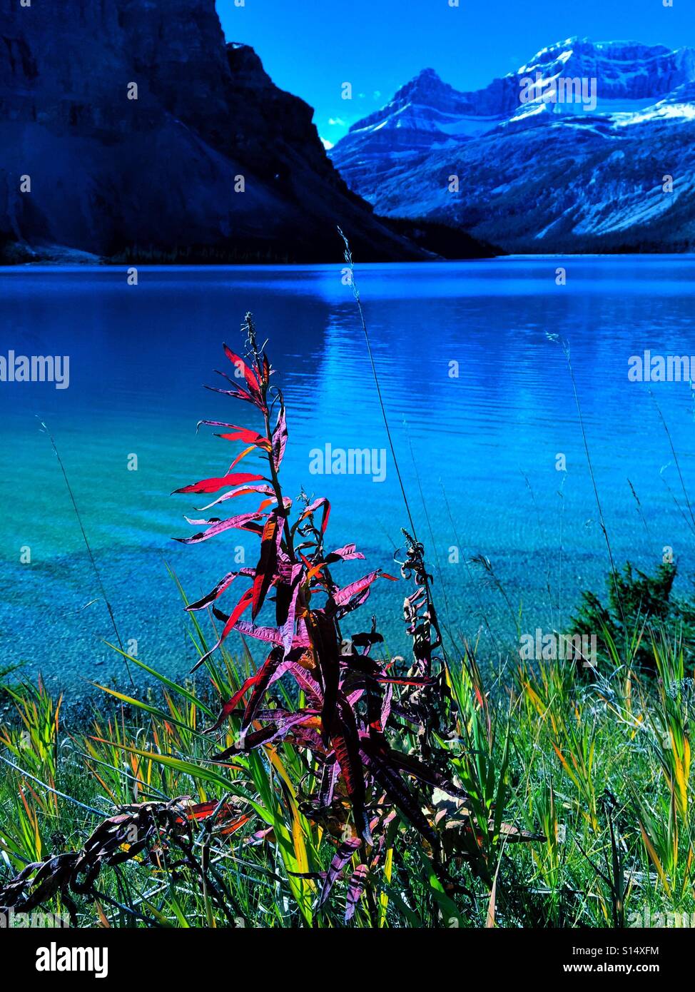 Fire flower at Bow Lake, Banff National Park, Alberta, Canada - Smartphone Captured Stock Image