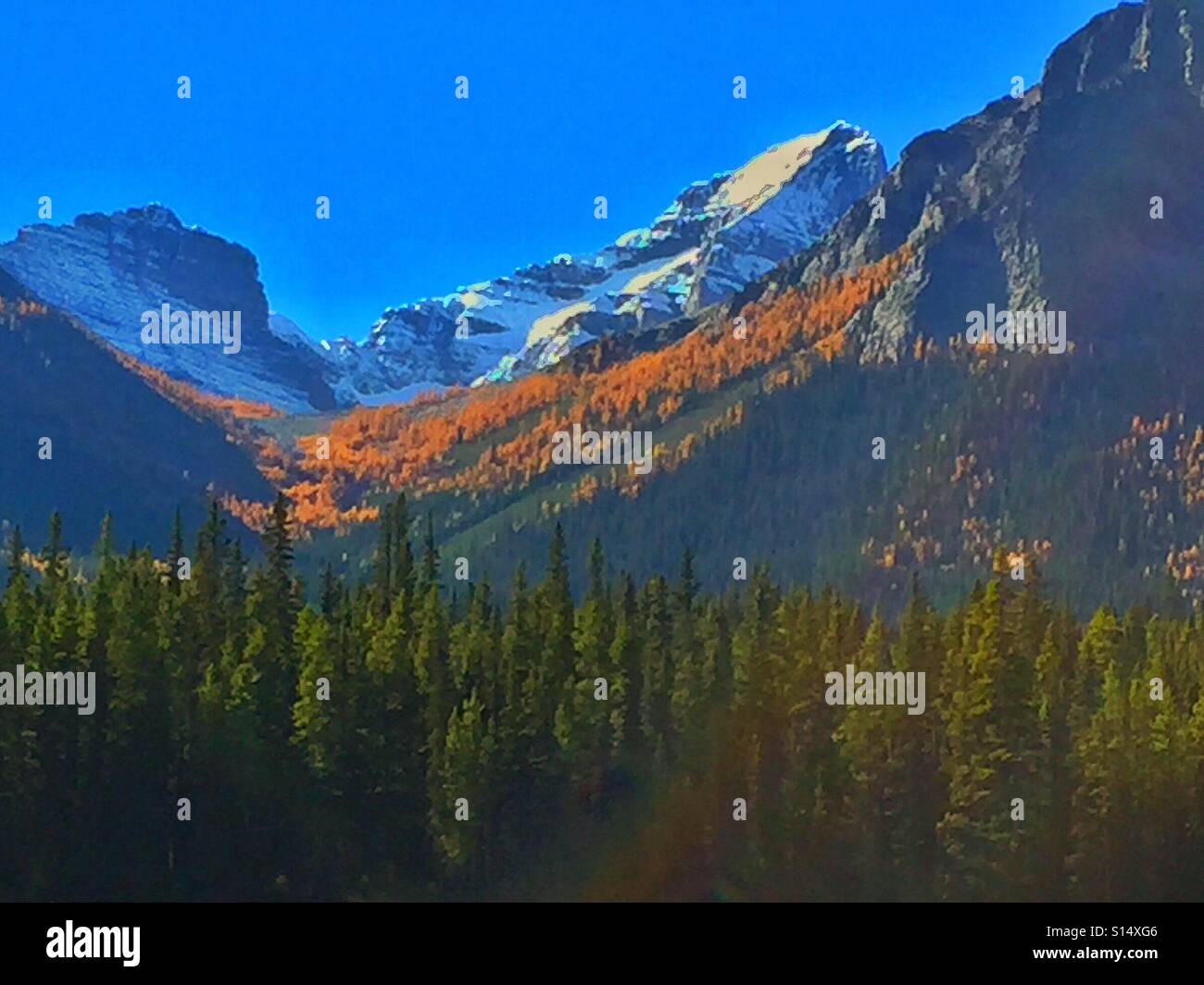 Autumn colours, Larch trees, Banff National Park, Alberta, Canada - Smartphone Captured Stock Image