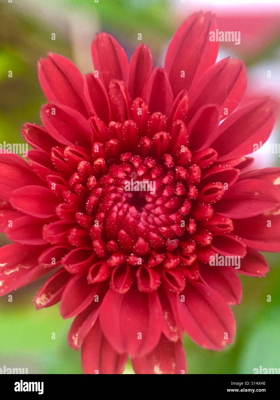 Blossoming - Smartphone Captured Stock Image