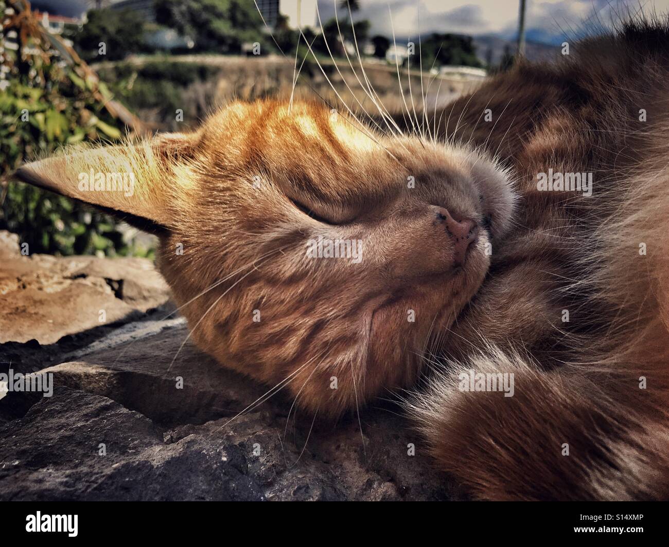 Sleeping ginger cat part in sunlight part in shade Stock Photo - Alamy