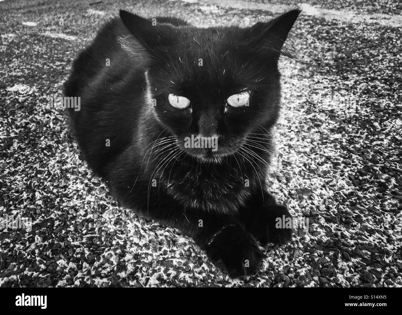 Black and white image of domestic cat - Smartphone Captured Stock Image