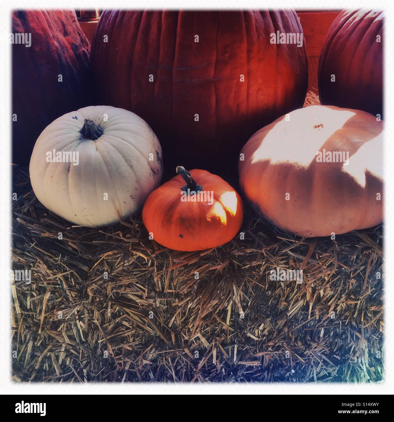 Pumpkins in the morning sunlight - Smartphone Captured Stock Image