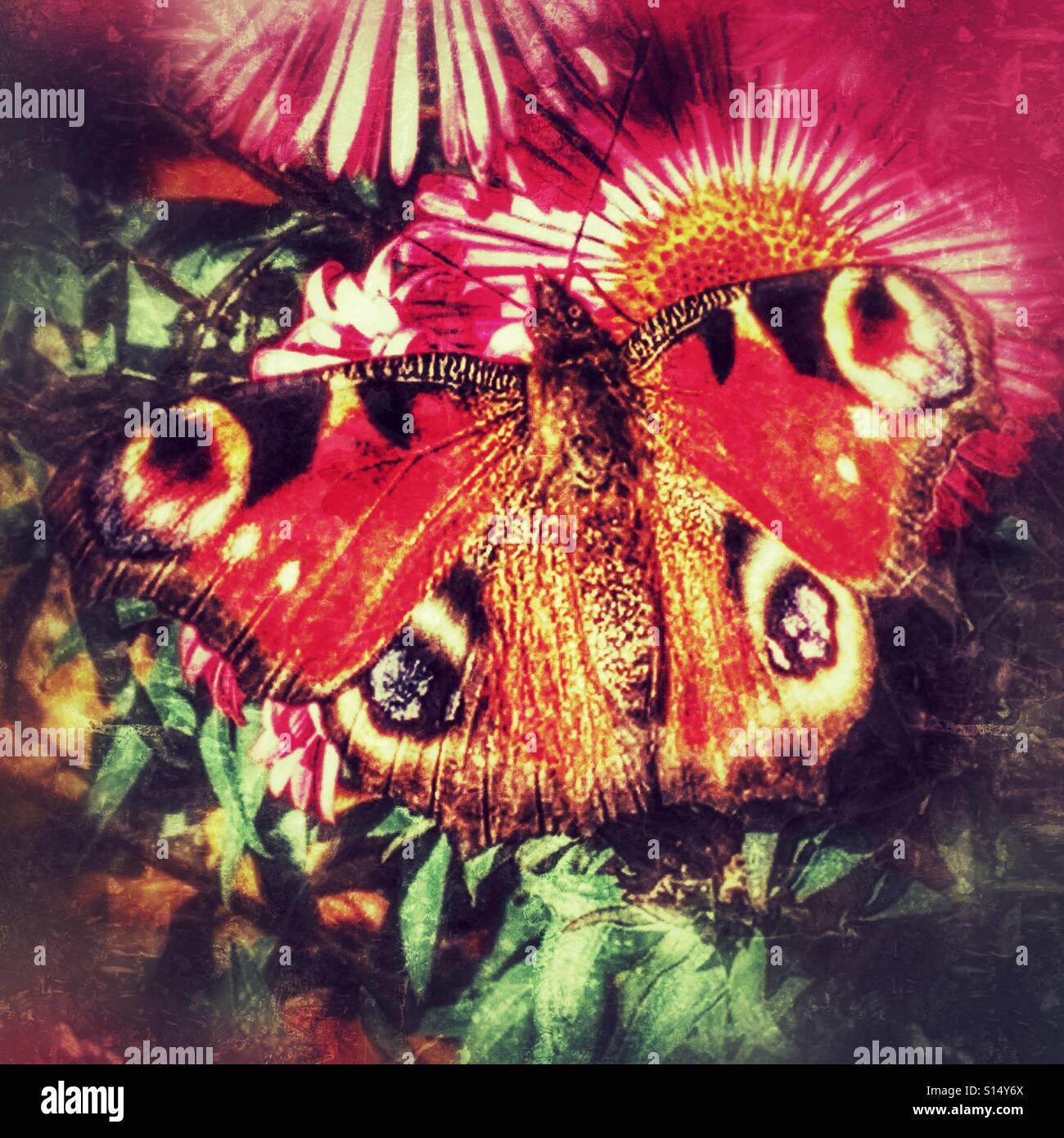 The European Peacock butterfly, Aglais io Stock Photo - Alamy