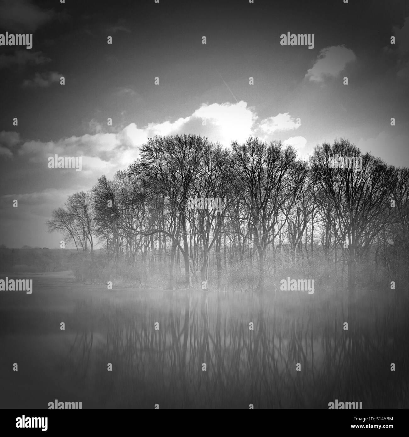 Black and white of trees next to a lake Stock Photo - Alamy