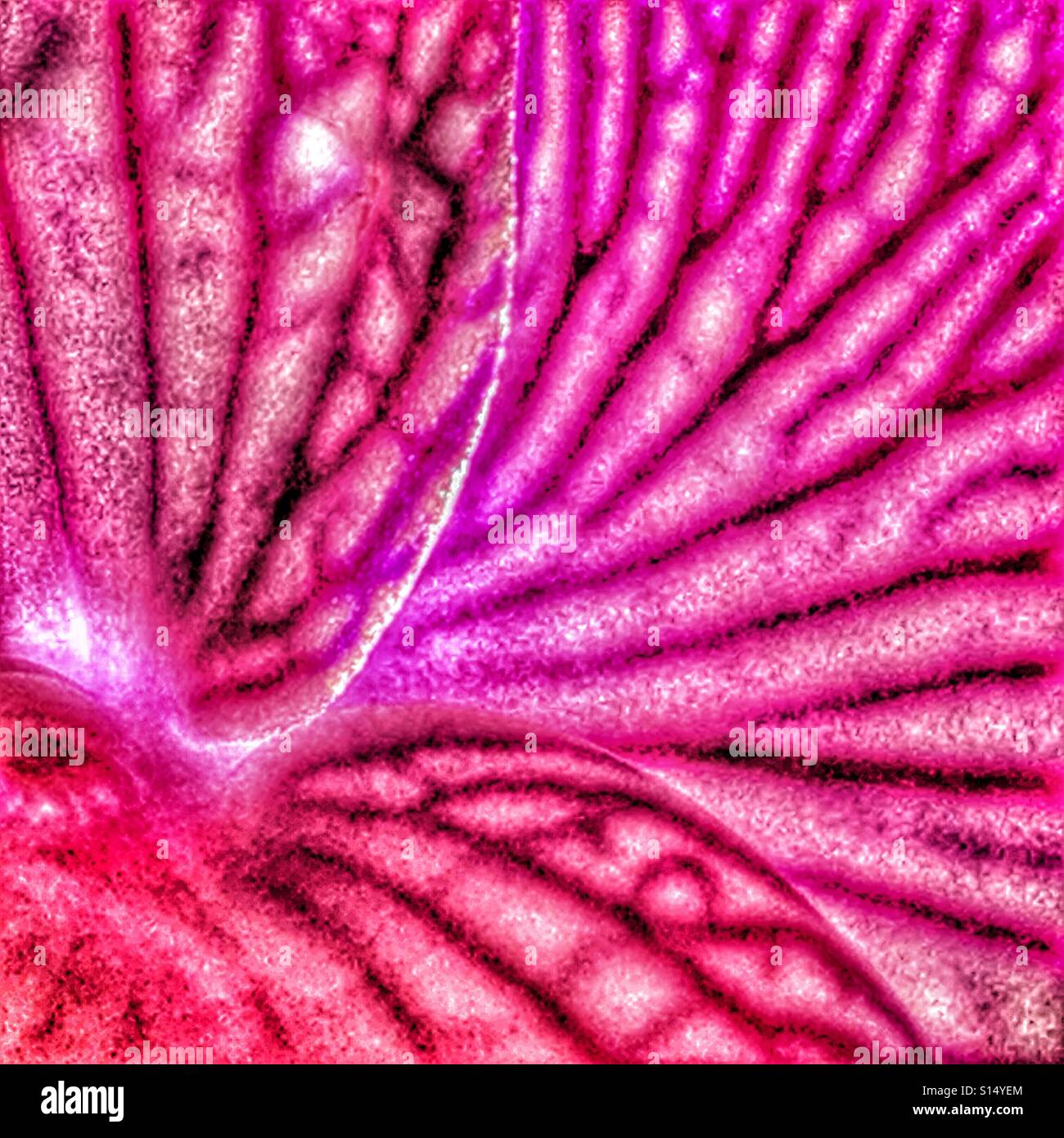 Back of an orchid flower, back lit macro Stock Photo