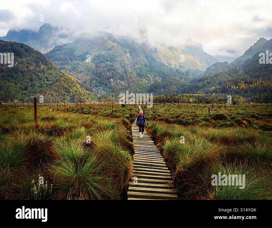 Bigo bog alpine zone Rwenzori mountains, Uganda Stock Photo