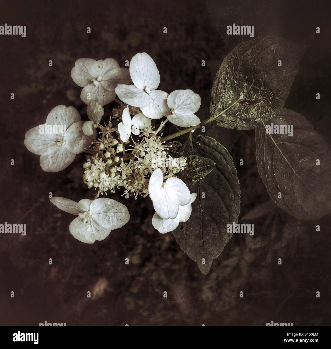 Fragile flowers of the white hydrangea Stock Photo
