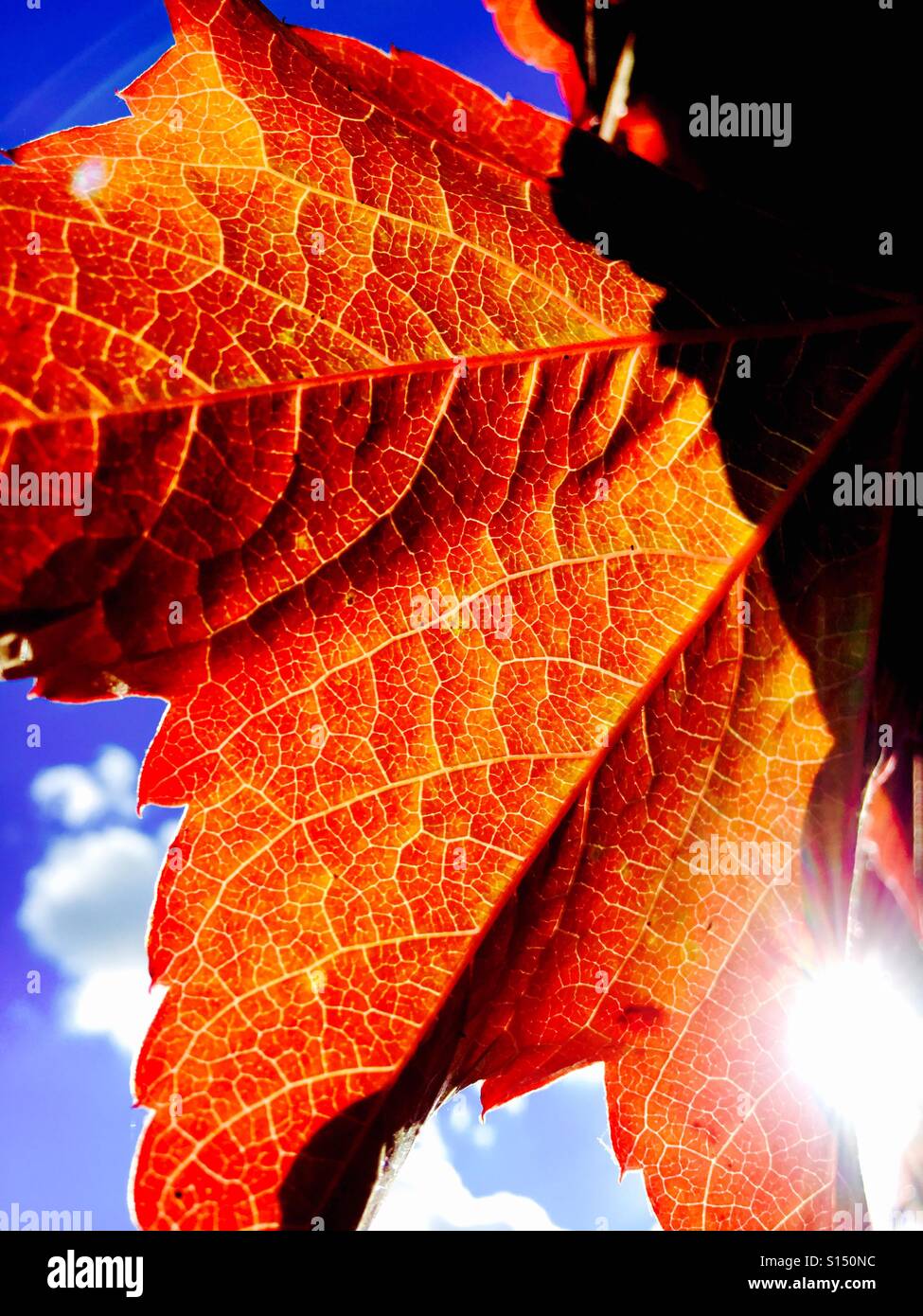 Virginia creeper leaf with sun light beaming Stock Photo