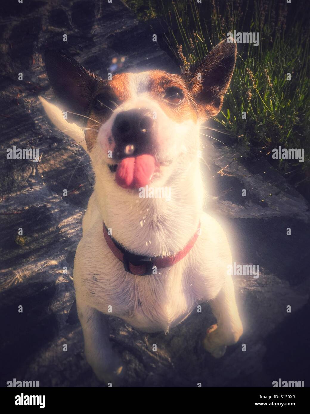 Dog sticking out her tongue. Outdoors shot. - Smartphone Captured Stock Image