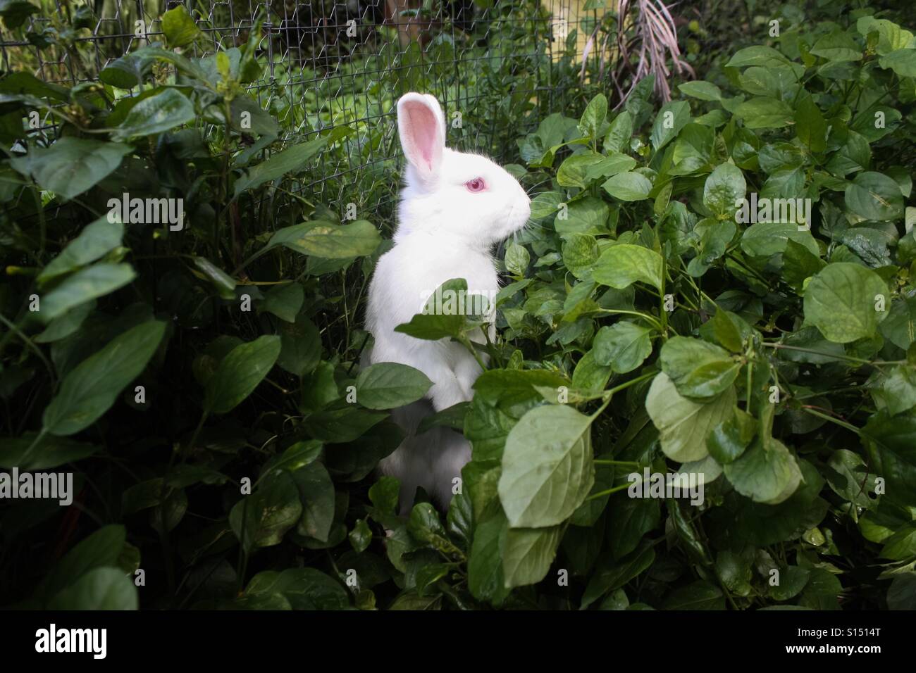 Rabbit hiding in leaves Stock Photo Alamy