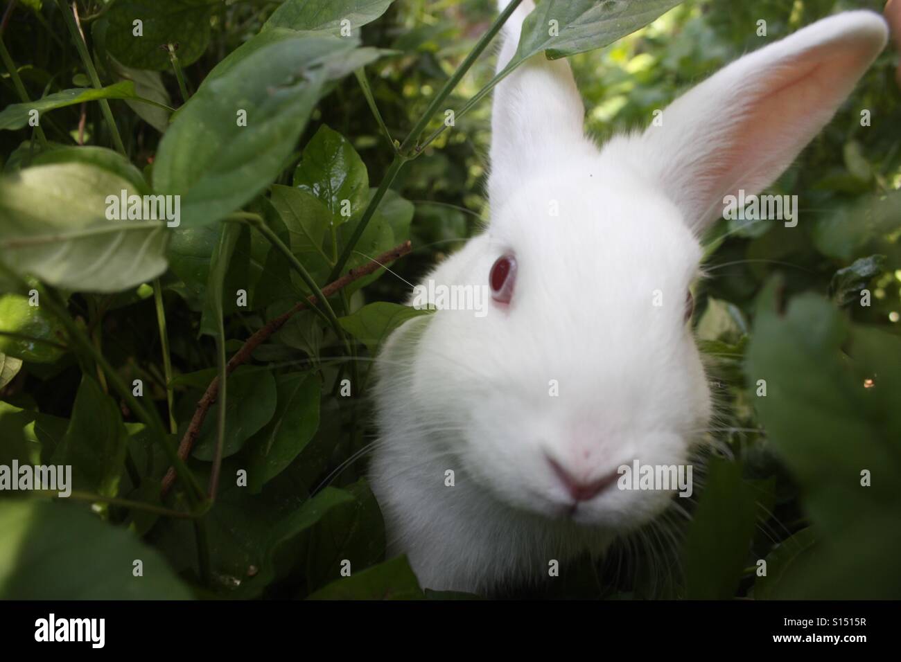 Closeup of rabbit in leaves - Smartphone Captured Stock Image
