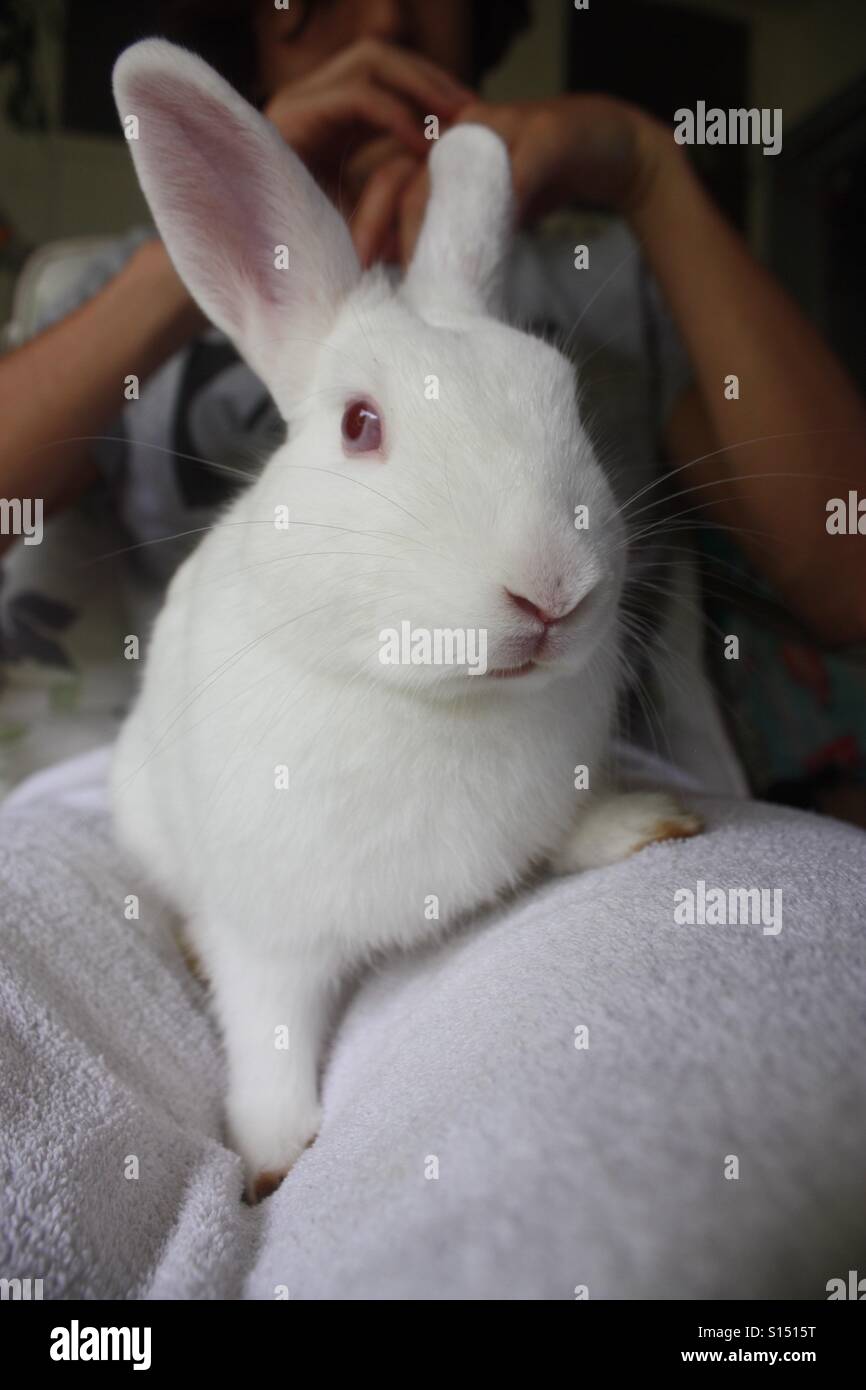 Closeup of rabbit on lap - Smartphone Captured Stock Image